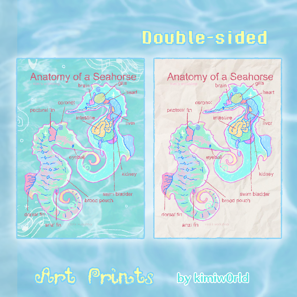 anatomy of a seahorse print
