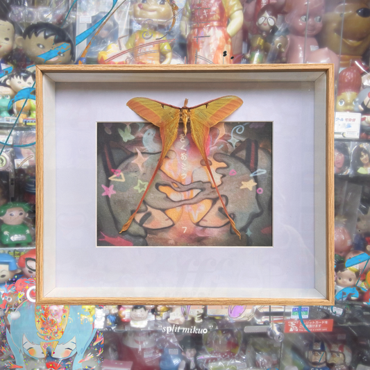 split mikuo frame
